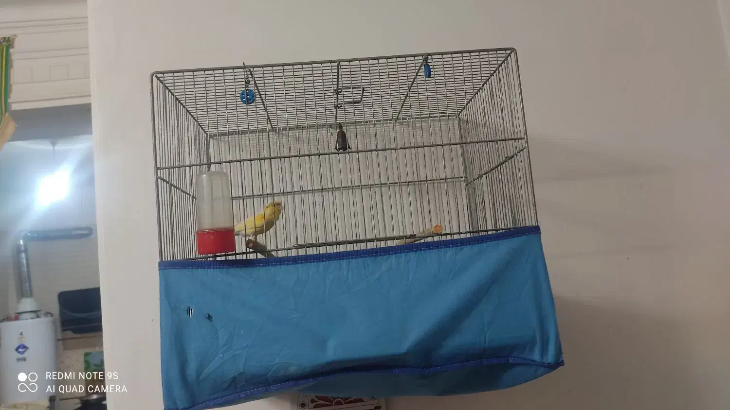 نر قناری|پرنده|قم, زمان زاده|دیوار