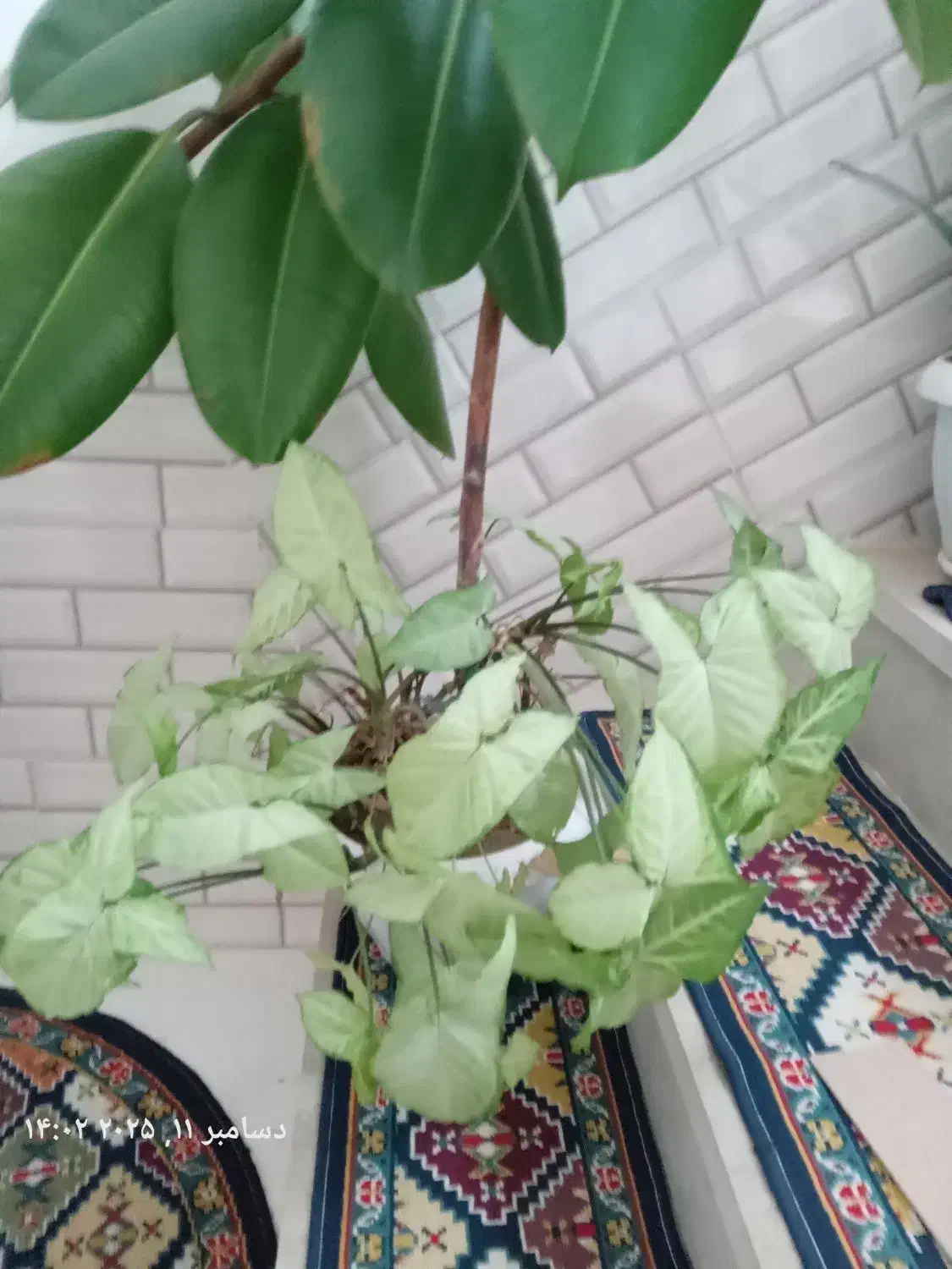 گل با گلدان|گل و گیاه طبیعی|گلپایگان, |دیوار