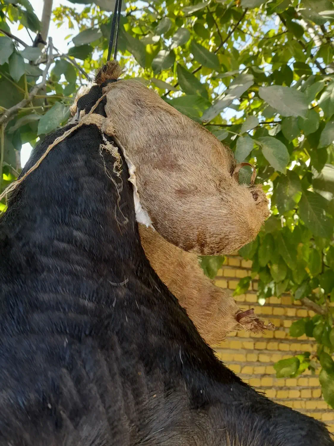 هیزه|ظروف نگهدارنده، پلاستیکی، یکبارمصرف|الشتر, |دیوار