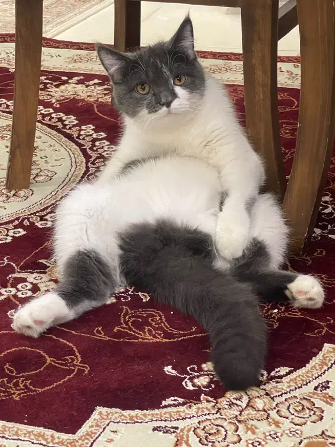 دختر اسکاتیش موکوتاه|گربه|پرند, فاز ۵|دیوار