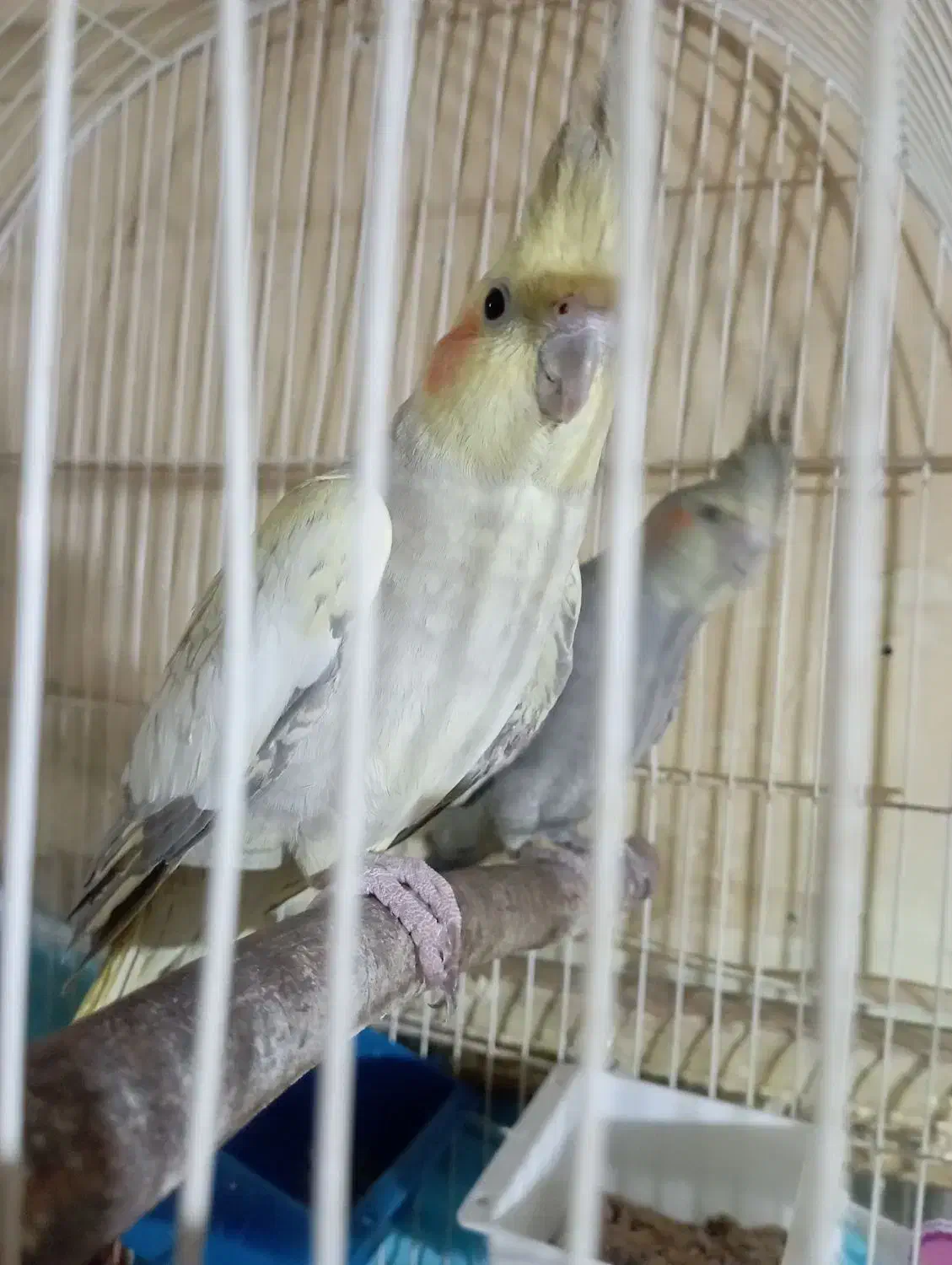 یک جفت عروس هلندی|پرنده|کرمان, |دیوار