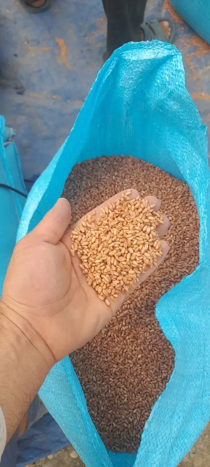 بذر گندم رقم آرمان بوجاری و ضد عفونی شده آزادشهر|عمده‌فروشی|آزادشهر, |دیوار