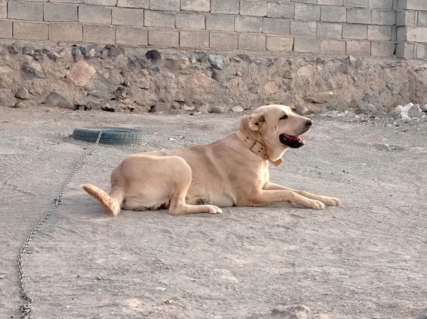 ماده سگ|سگ|مود, |دیوار