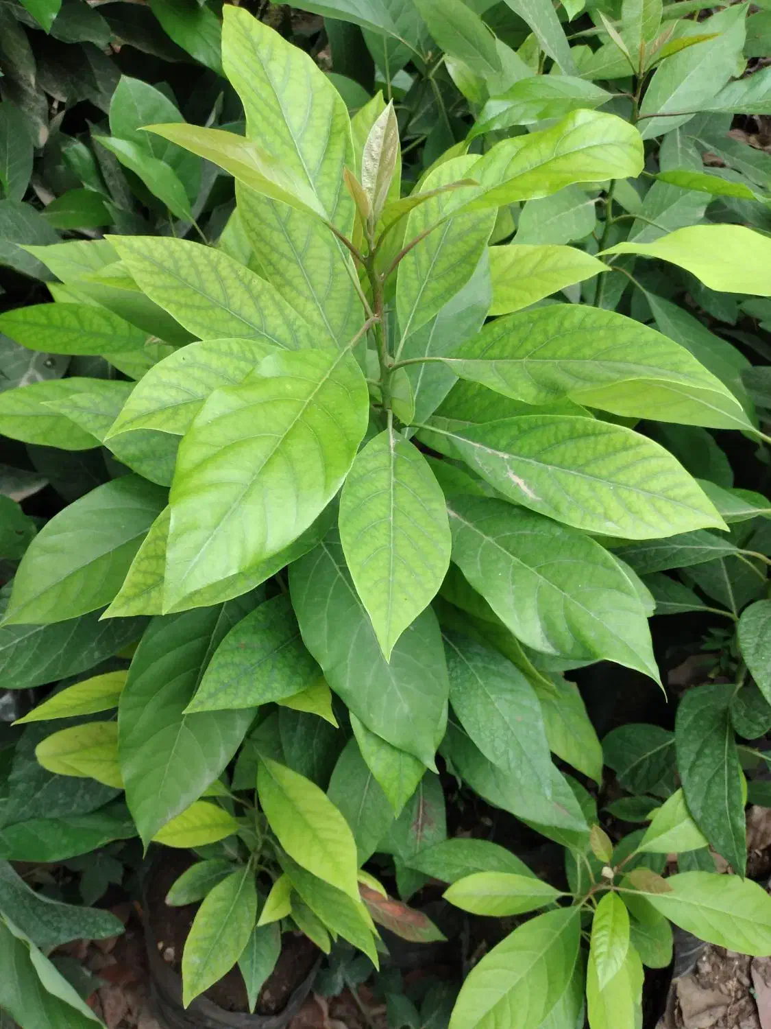 نهال آواکادوو|گل و گیاه طبیعی|آستارا, |دیوار