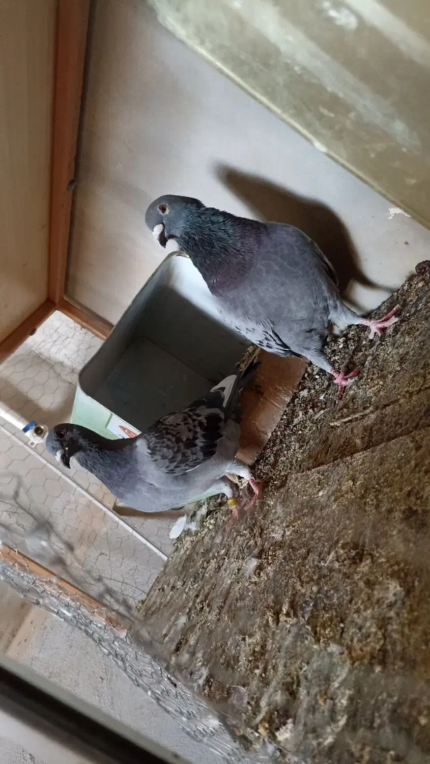 جفت پولک با جوجه|پرنده|سرایان, |دیوار