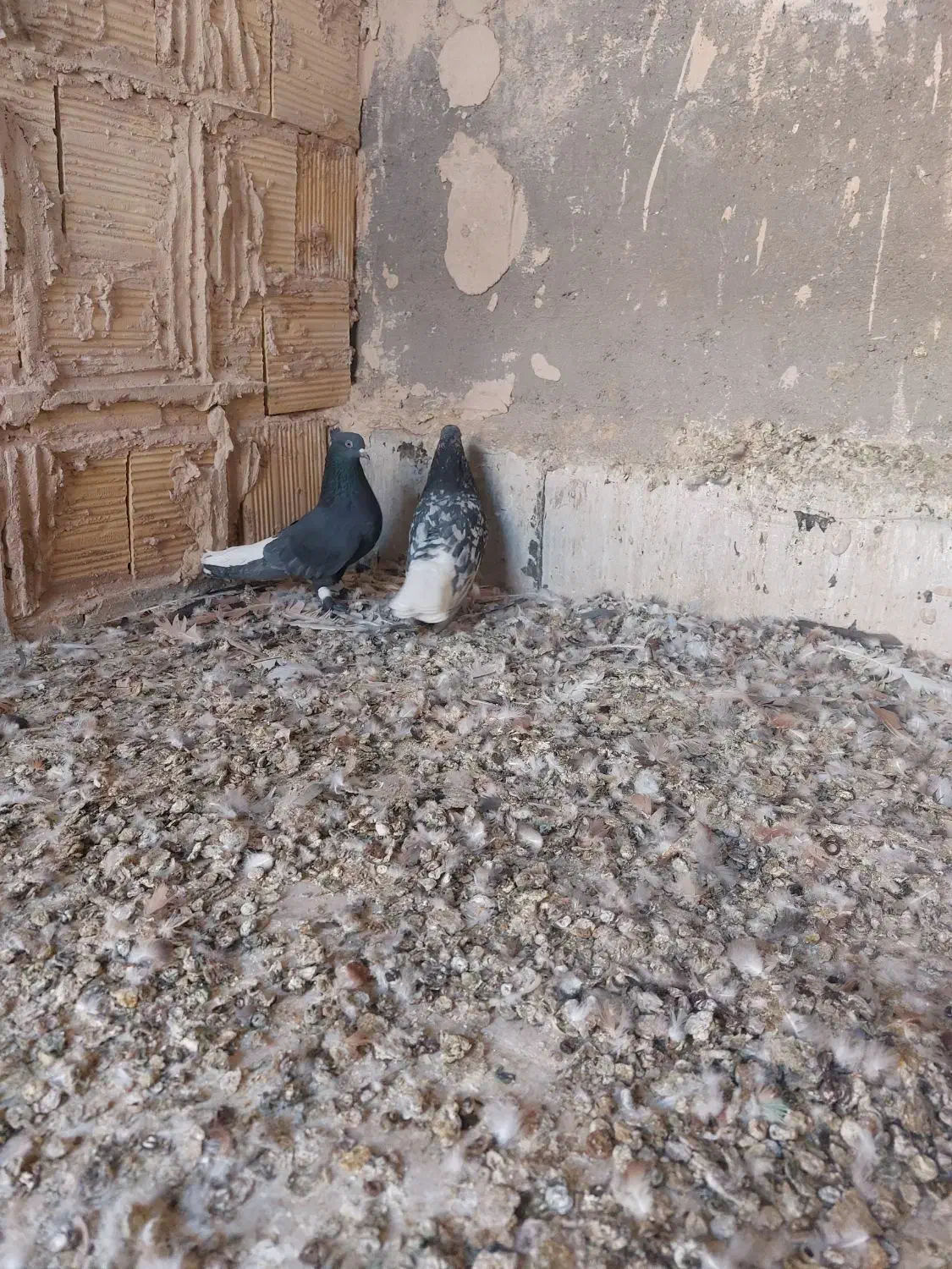 کفتر کبوتر سرور دم سفید زاغ دم سفید|پرنده|قم, در بهشت|دیوار