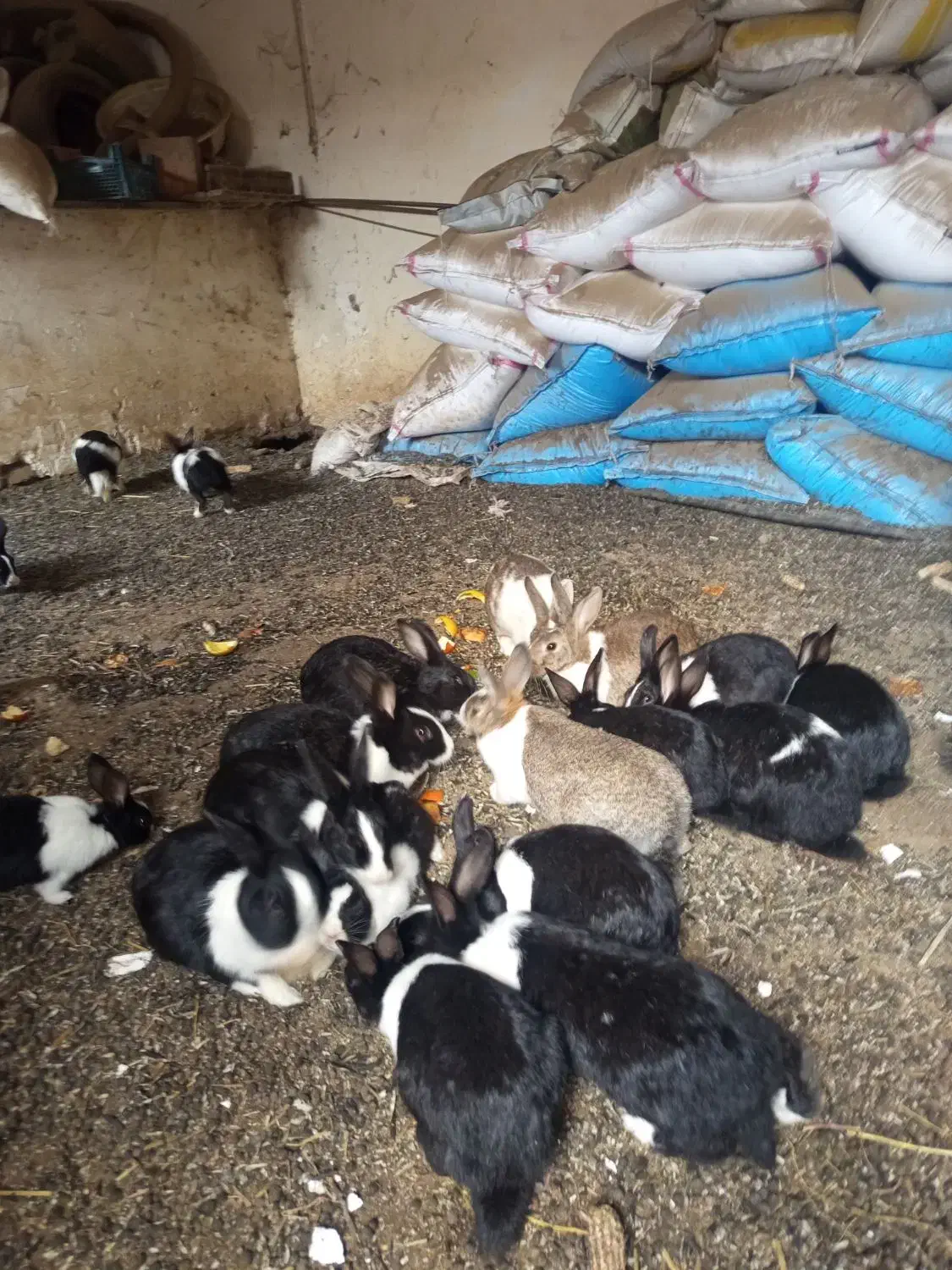 خرگوش|موش و خرگوش|فاضل آباد, |دیوار