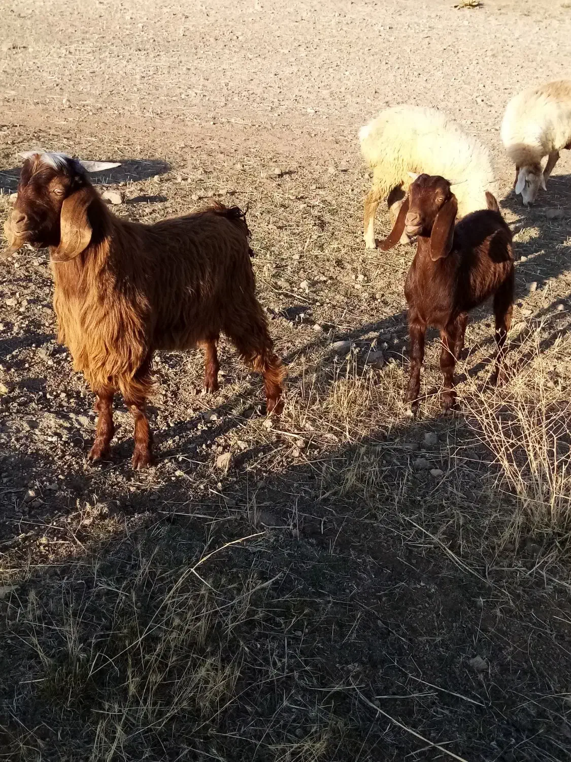 یک راس بز گوشتی 2راس بزغاله نر و ماده|حیوانات مزرعه|ارشق, |دیوار