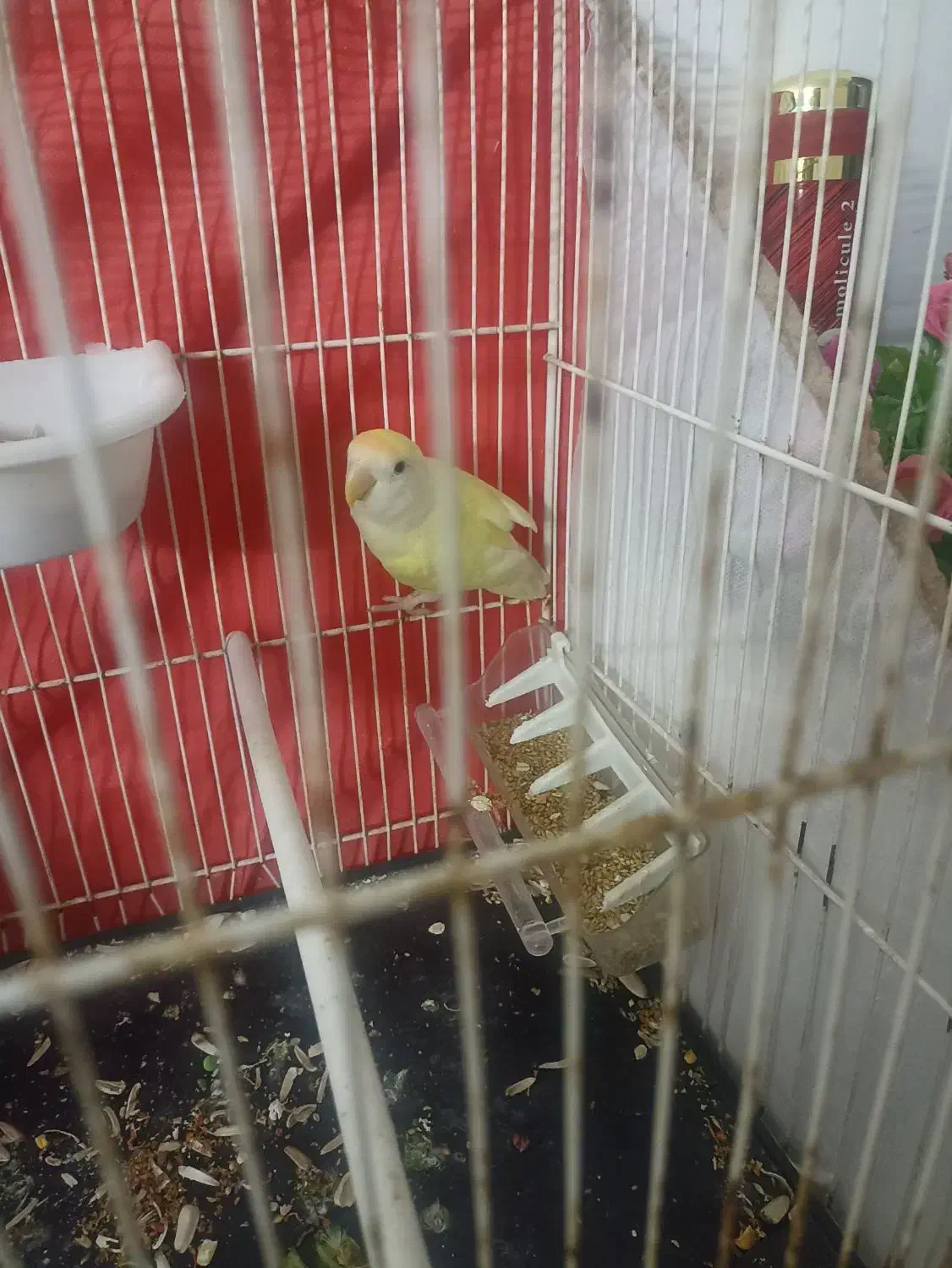 کوتوله قفس چوبی|پرنده|مشهد, ایوان|دیوار