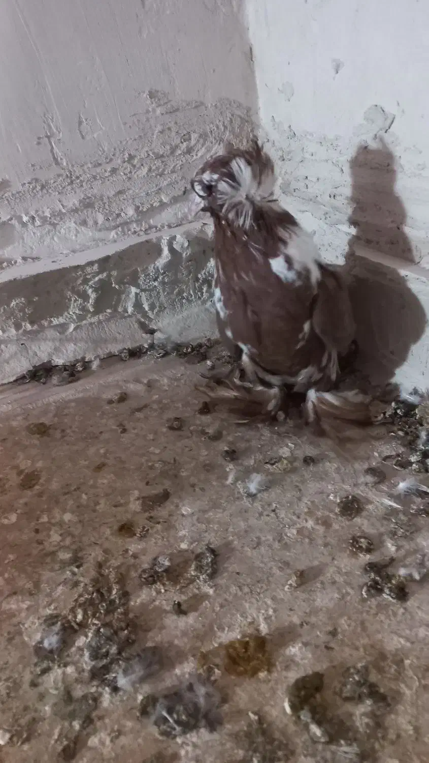 کبوتر|پرنده|اردبیل, |دیوار