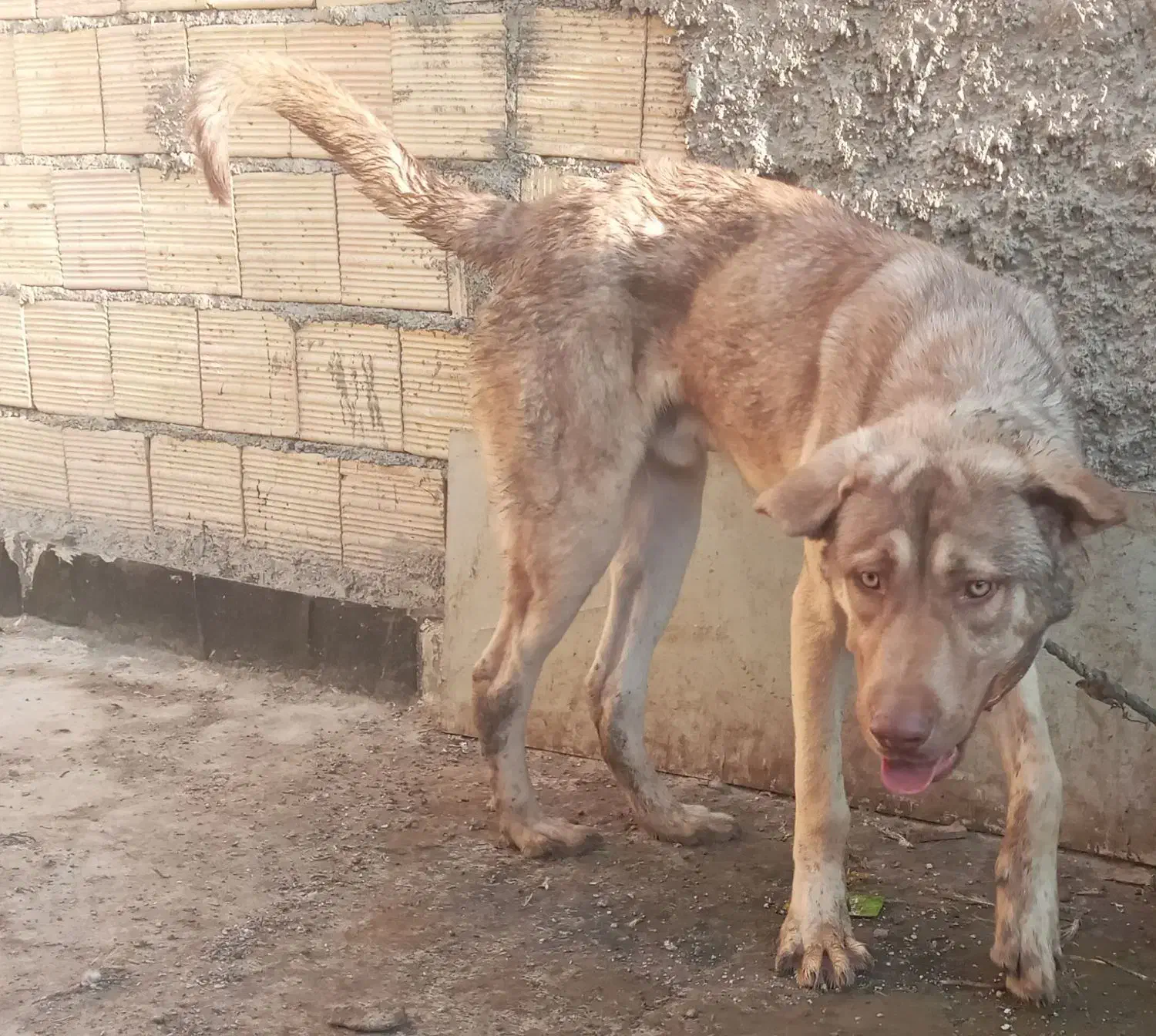 توله عراقی پسر ارتش قهرمان|سگ|بهارستان, |دیوار