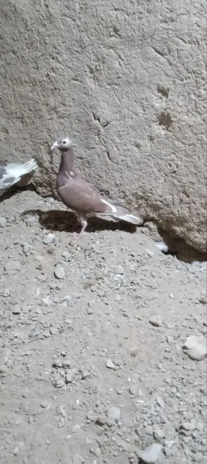 کبوتر|پرنده|زیرکوه, |دیوار