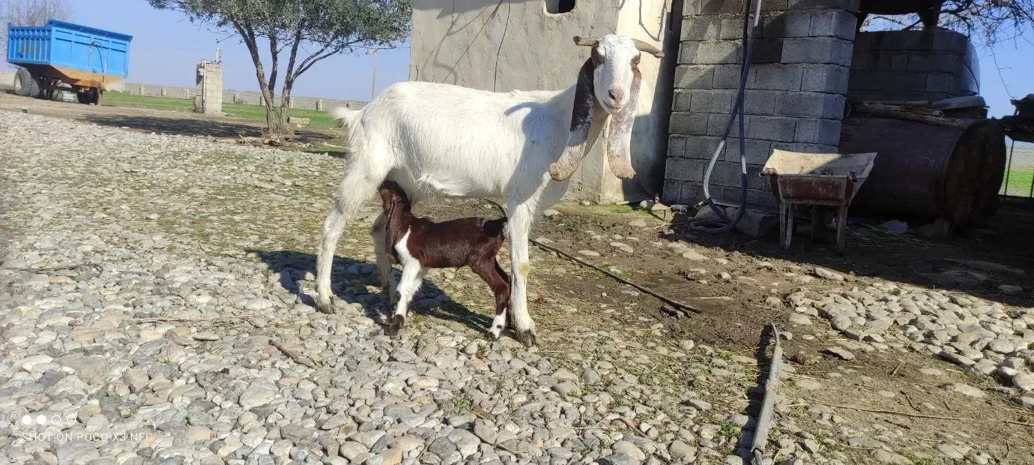 بز گلابی|حیوانات مزرعه|گنبد کاووس, |دیوار