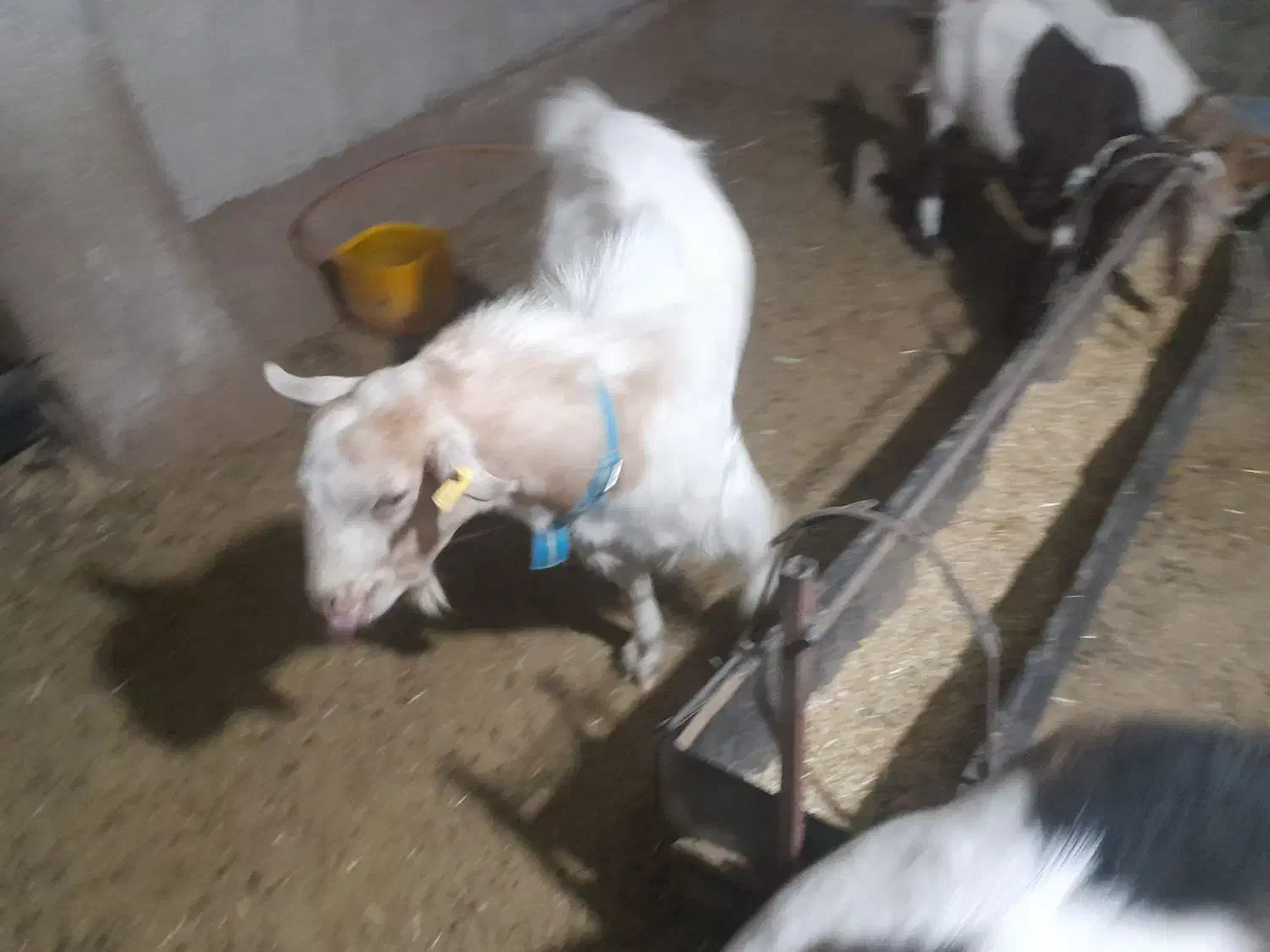 کهره نر سانن دورگ|حیوانات مزرعه|هامون, |دیوار