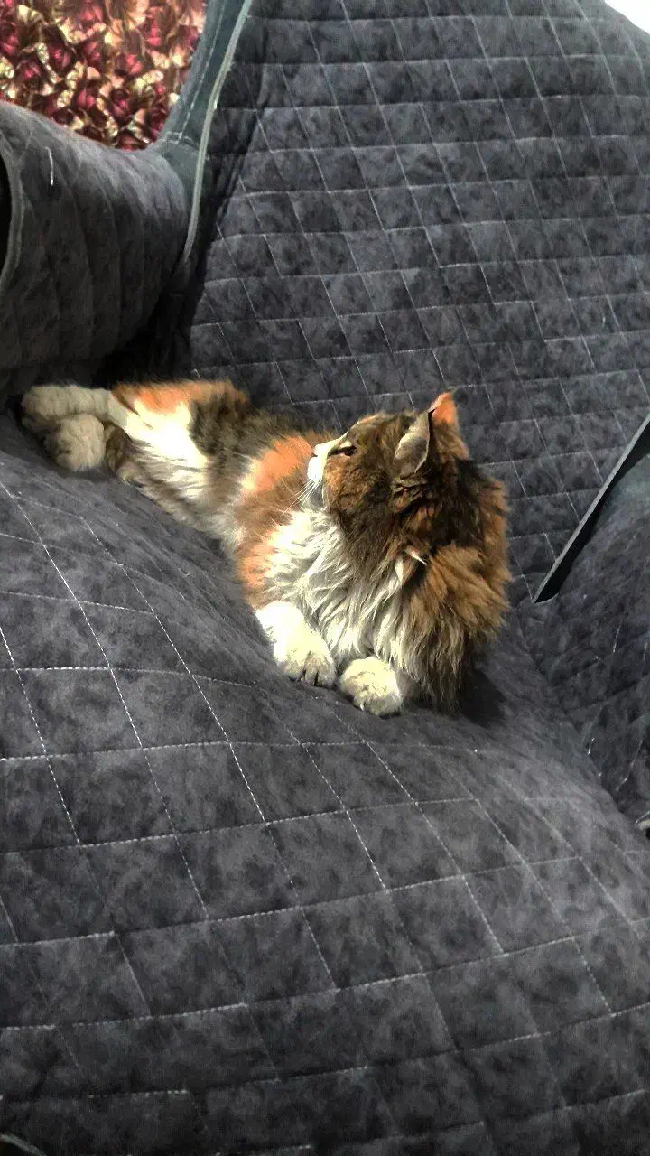 گربه ماده|گربه|کرمان, |دیوار