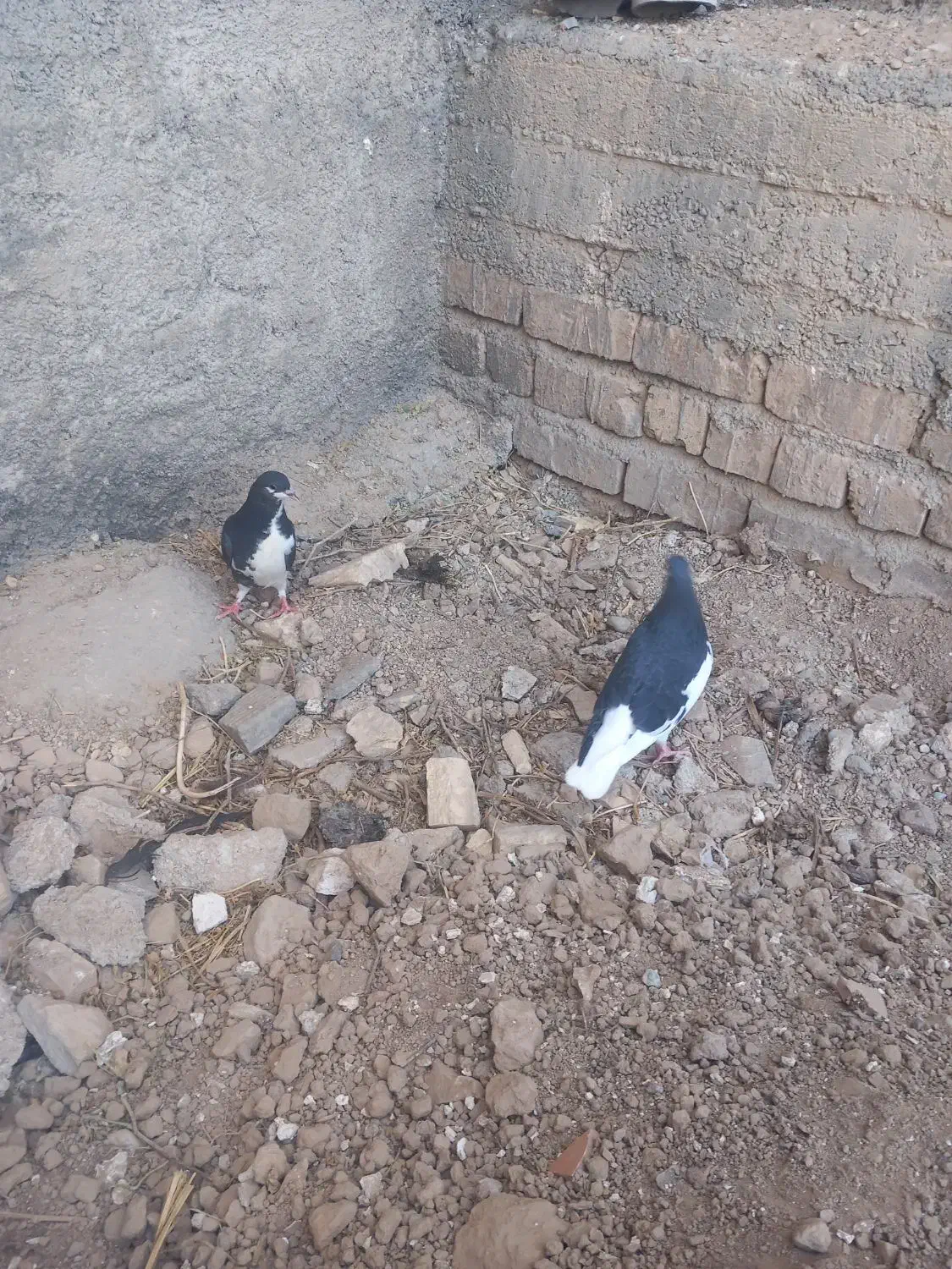 کیوتر|پرنده|مرودشت, فیروزی|دیوار