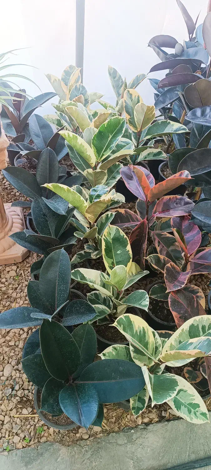 فروش انواع گل و گیاه و گلدان به قیمت اقتصادی|گل و گیاه طبیعی|شیراز, گلدشت معالی‌آباد|دیوار