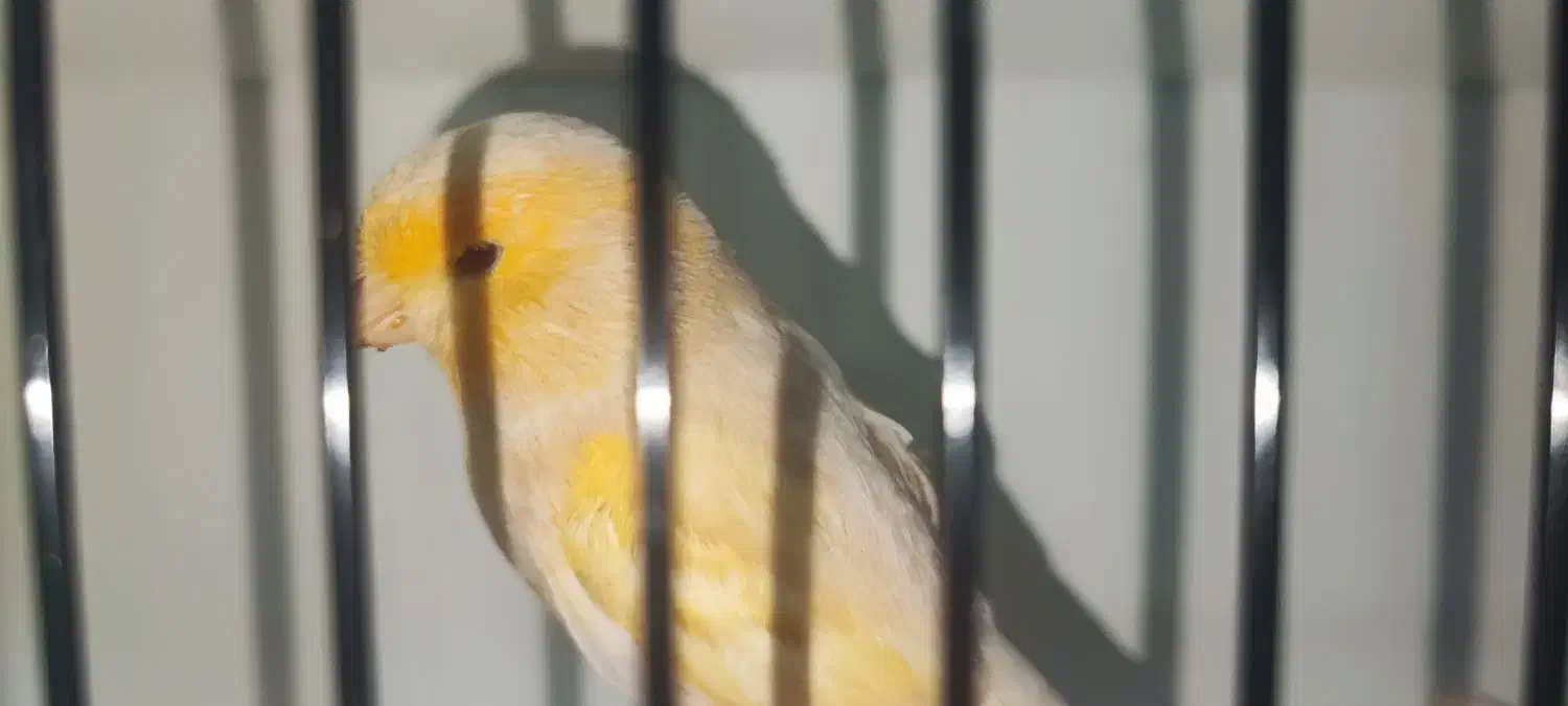 قناری ماده فائو آماده پاکسازی شده|پرنده|بهبهان, |دیوار