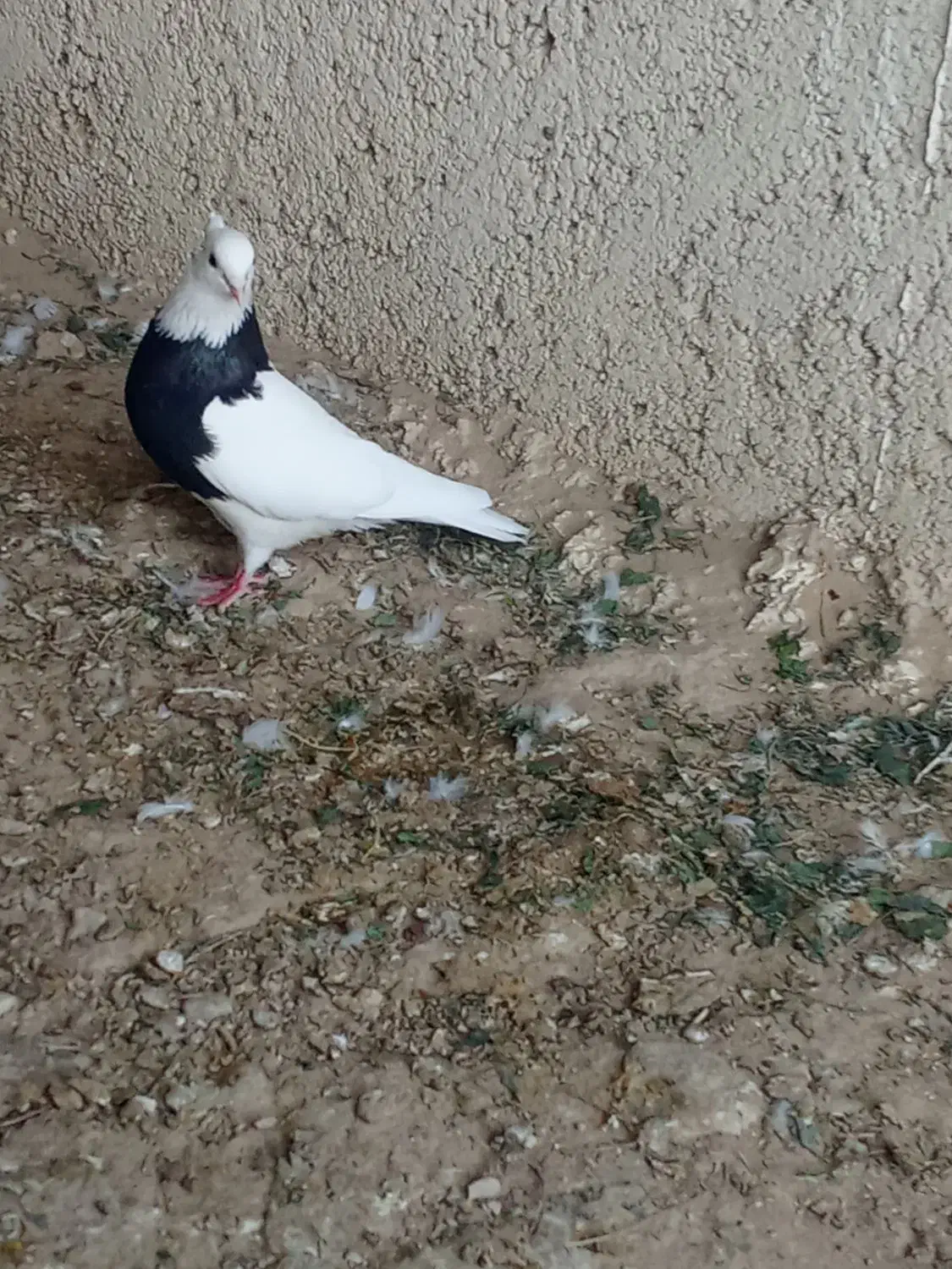 کبوترطوقی|پرنده|لامرد, |دیوار