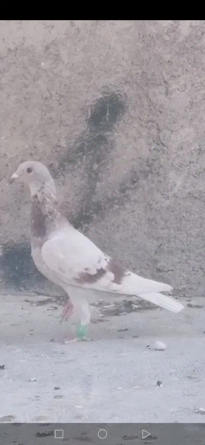 جوجه مسجدی روشن|پرنده|گراش, |دیوار