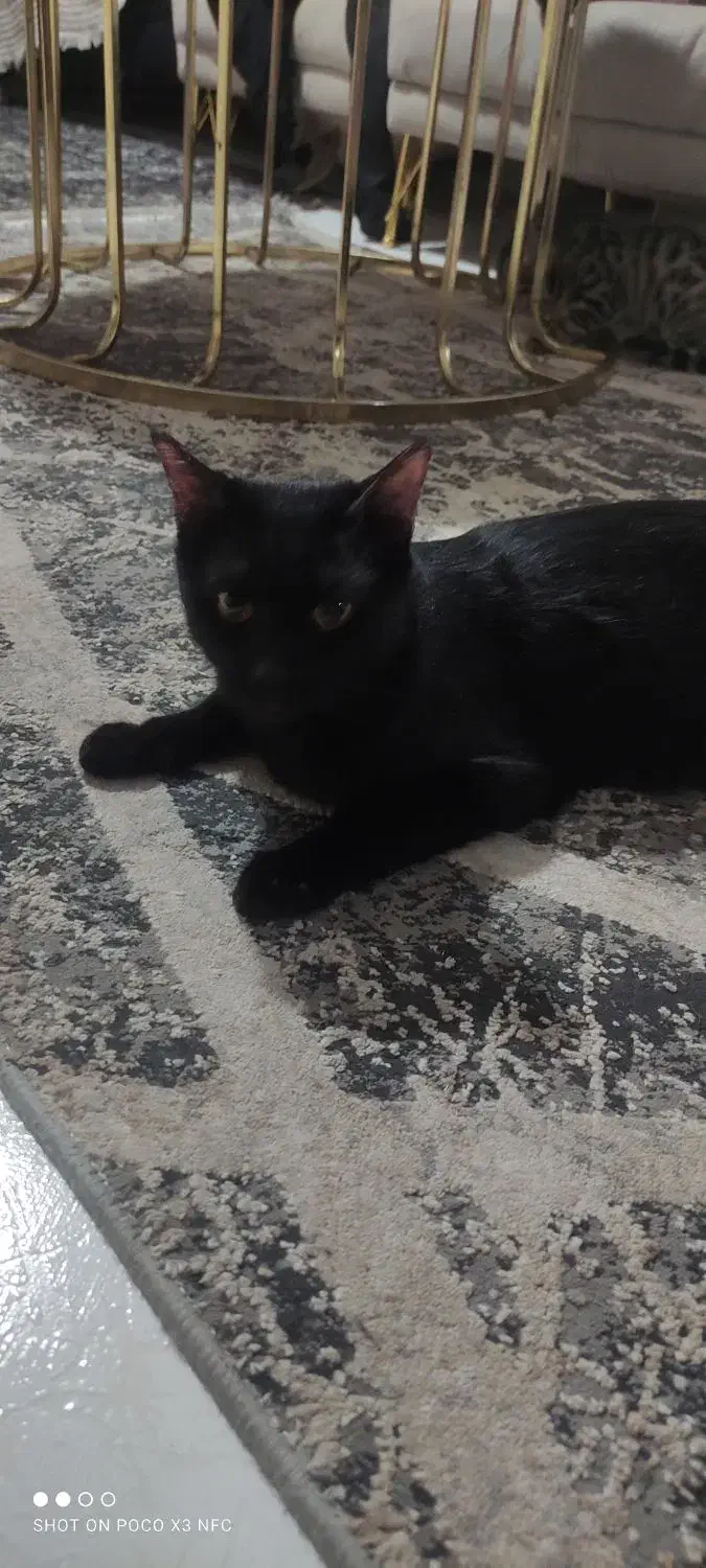 واگذاری رایگان گربه|گربه|تهران, مینای شمالی (مخبر)|دیوار