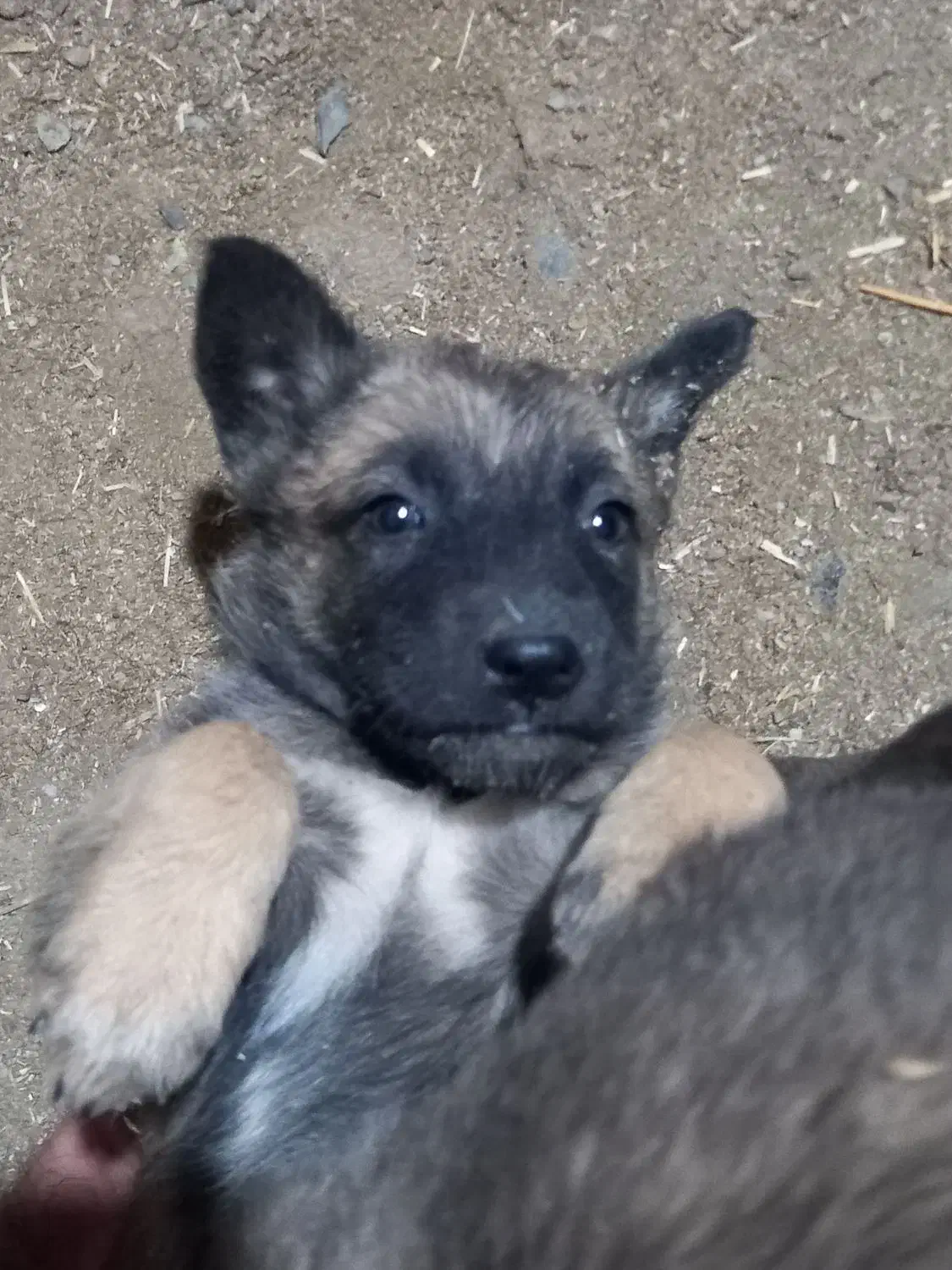 توله مالینیوز|سگ|فشم, |دیوار