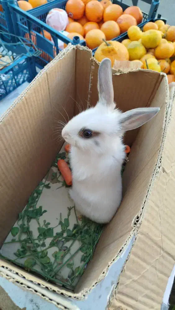 خرگوش سفید|موش و خرگوش|قرچک, شهرک طلائیه|دیوار