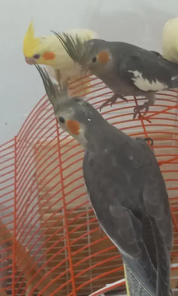 عروس هلندی ۴ ماهه|پرنده|آستانه اشرفیه, |دیوار