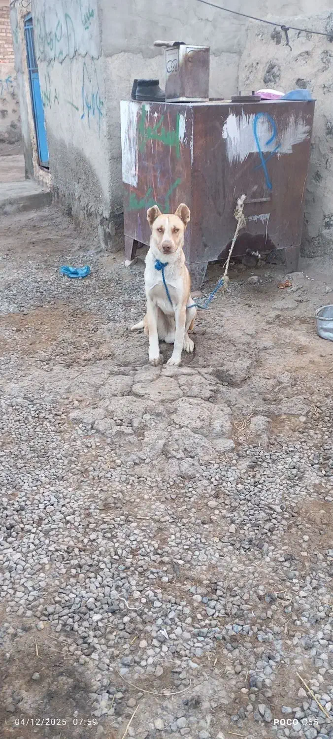 یه عدد سگ عادی|سگ|پلدشت, |دیوار