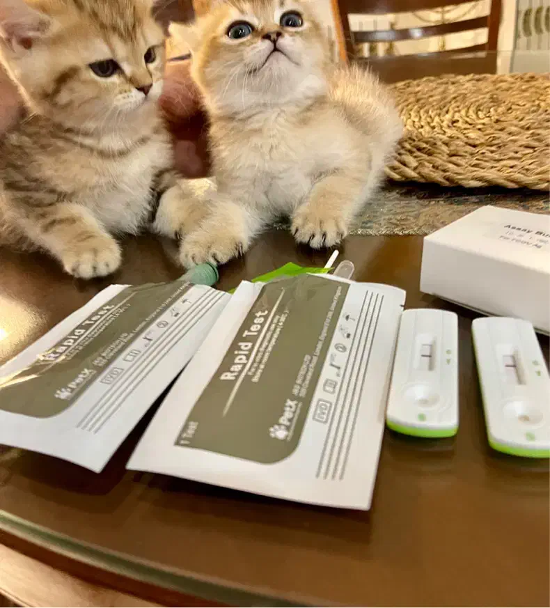 گربه بریتیش خالص (پت شاپ نیستم)|گربه|تهران, پونک|دیوار