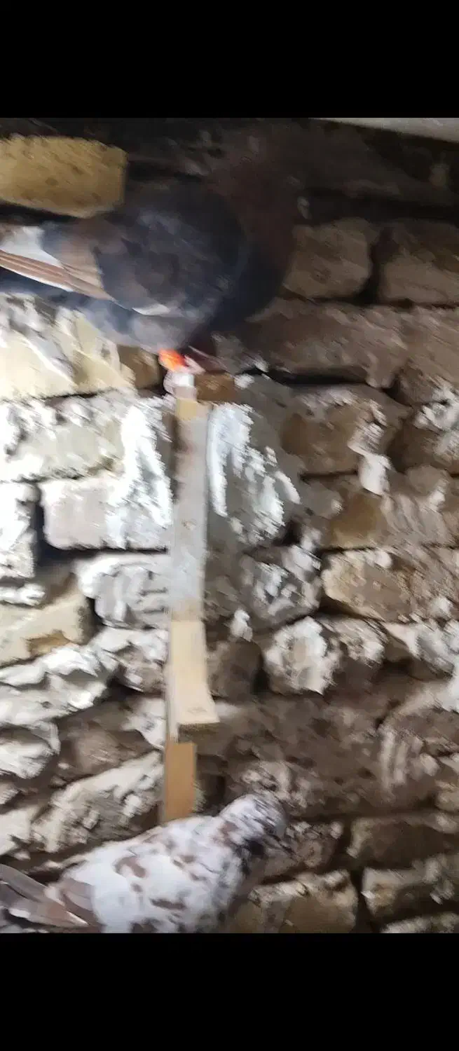 کبوتر موشی گمشده|حیوانات|قوچان, |دیوار