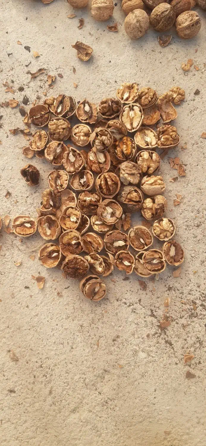 فروش گردو|عمده‌فروشی|شیروان (خراسان), |دیوار