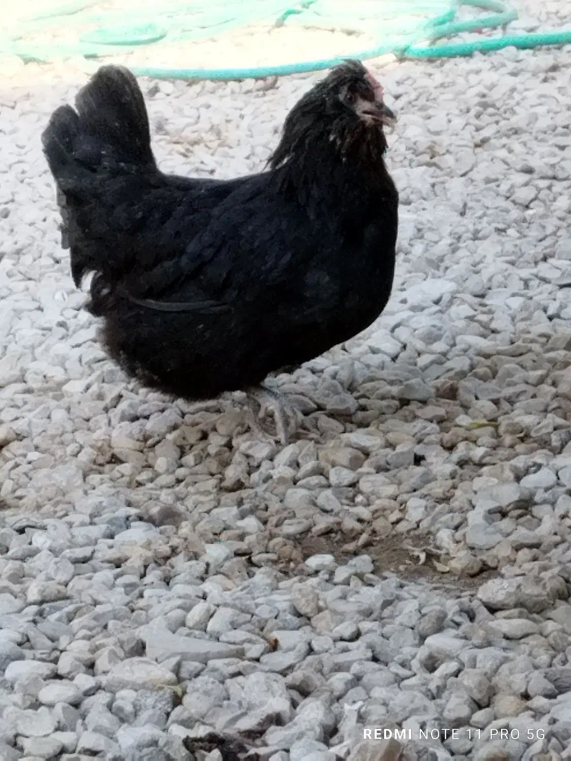 چند عدد مرغ|حیوانات مزرعه|بندر دیر, |دیوار