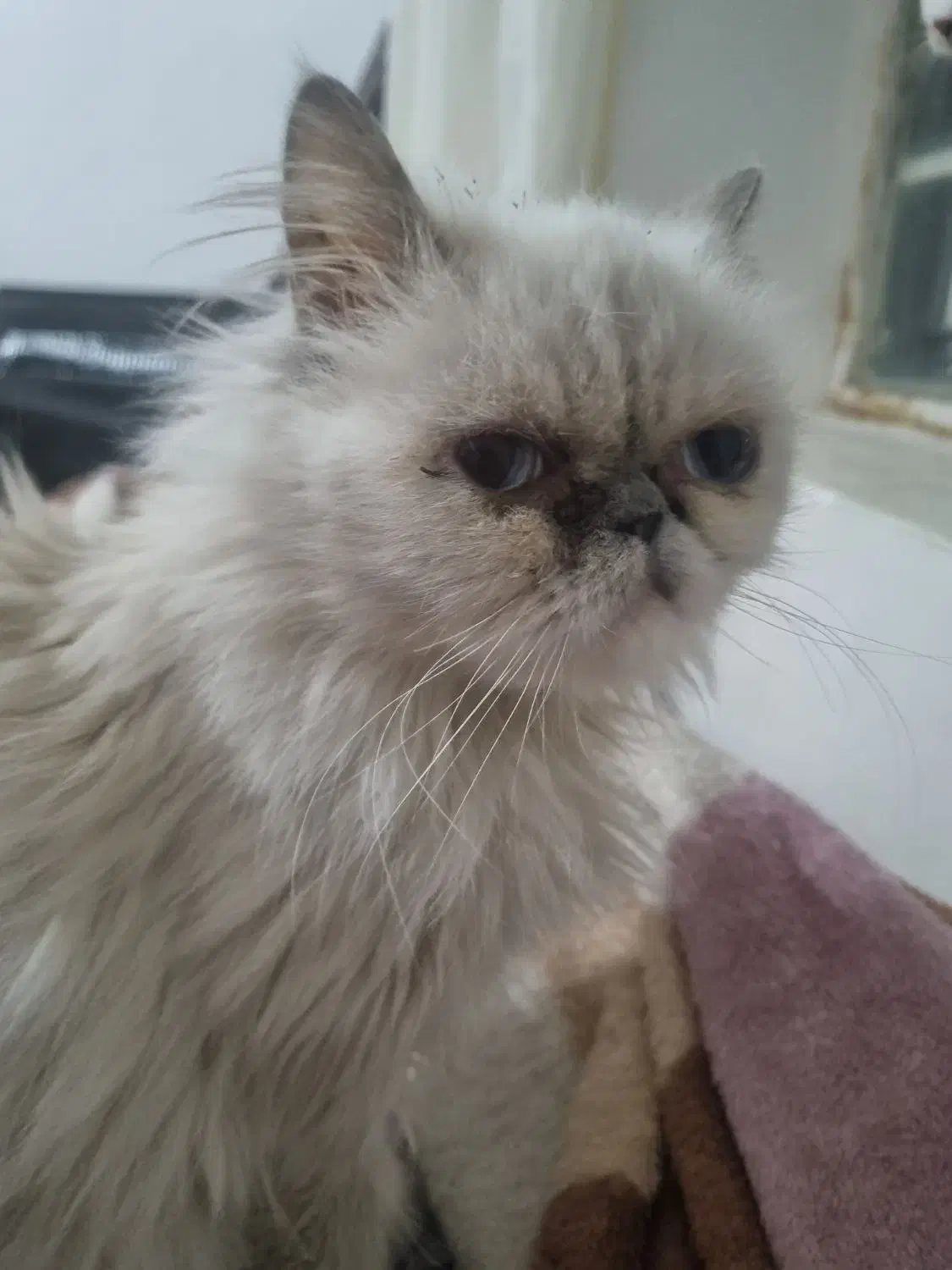 واگذاری رایگان گربه پرشین|گربه|درگز, |دیوار