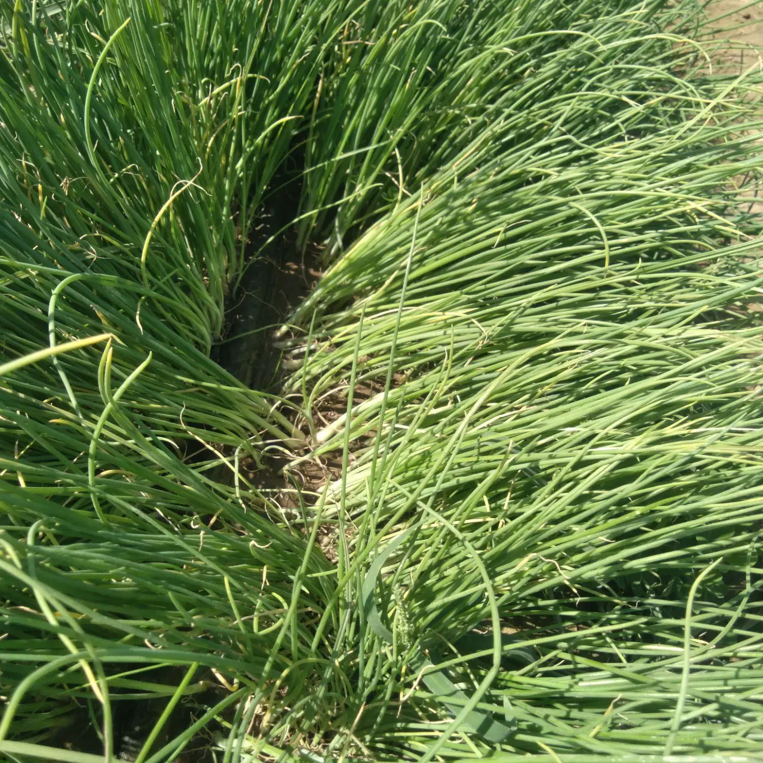 نهال پیاز مینروا|گل و گیاه طبیعی|عنبرآباد, |دیوار