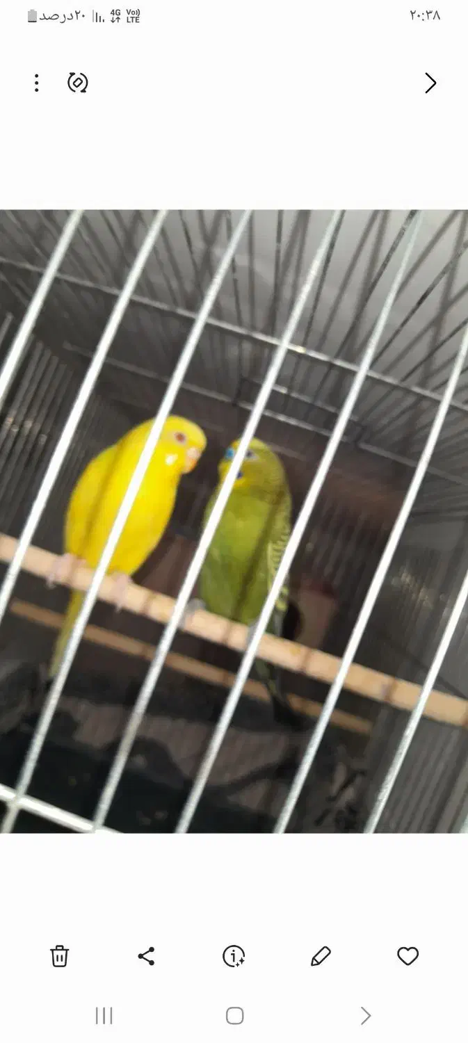 مرغ عشق نر مس مس اماده کار|پرنده|فسا, |دیوار