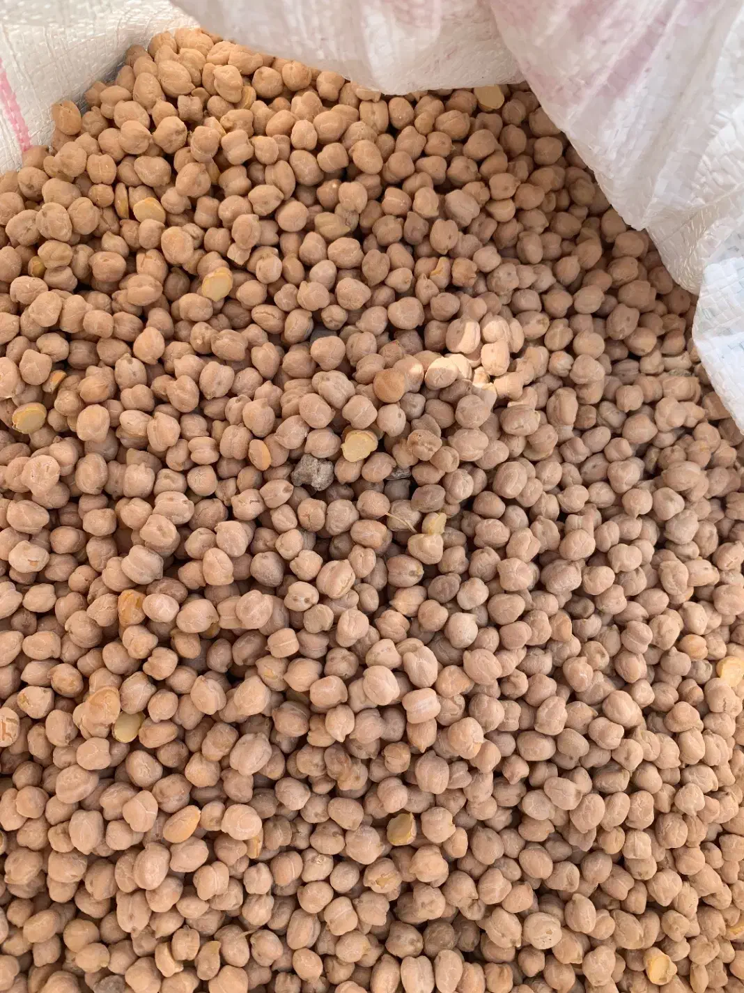 نخود تازه|خوردنی و آشامیدنی|الوند, |دیوار