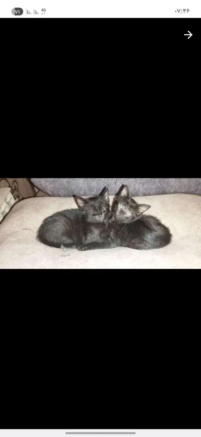 واگذاری بچه گربه رایگان|گربه|آبیک, |دیوار