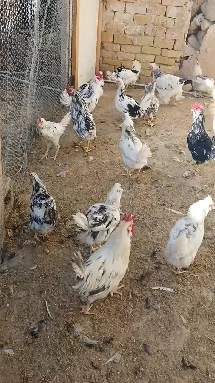 فروش مرغ و دستگاه جوجه کشی|حیوانات مزرعه|اصفهان, نقش جهان|دیوار