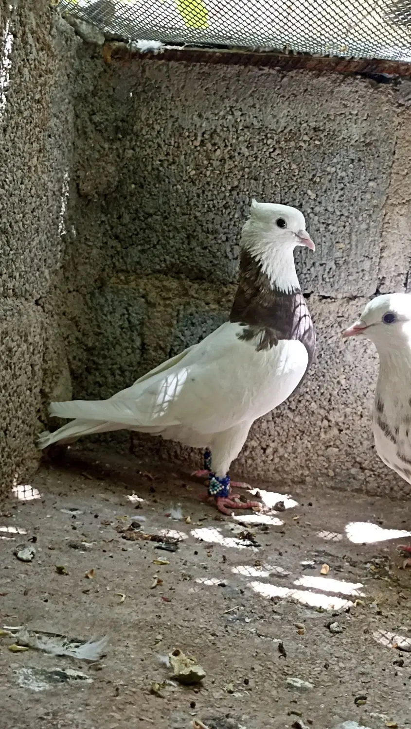 کفتر|پرنده|گله دار, |دیوار