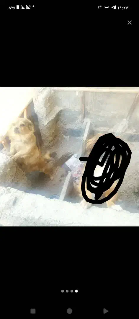 سگ ماده|سگ|ملایر, |دیوار