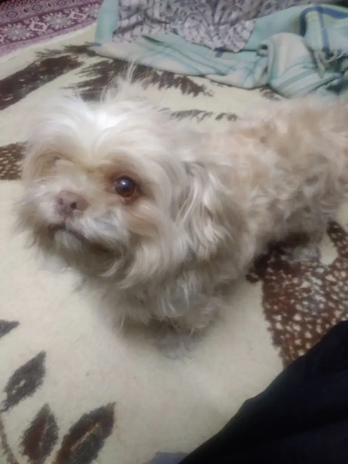 گمشده|حیوانات|بروجرد, |دیوار