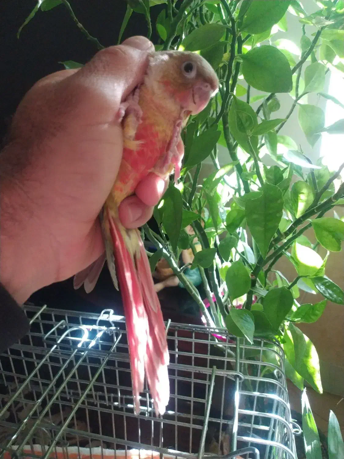 گرینچیک جوجه دونه خور|پرنده|شیراز, دروازه قران|دیوار