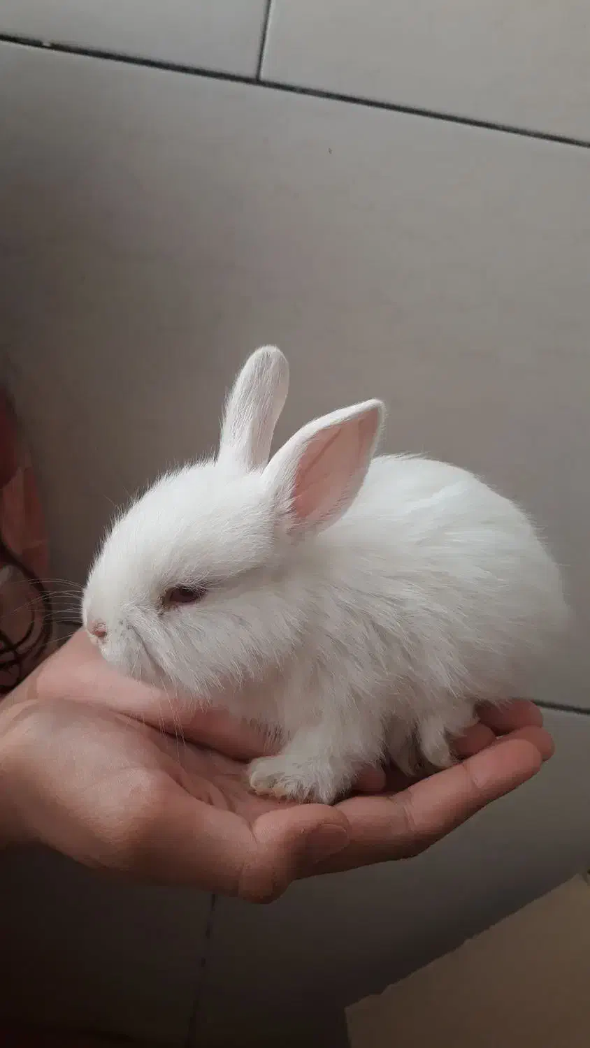 خرگوش تزیینی|موش و خرگوش|قروه, |دیوار