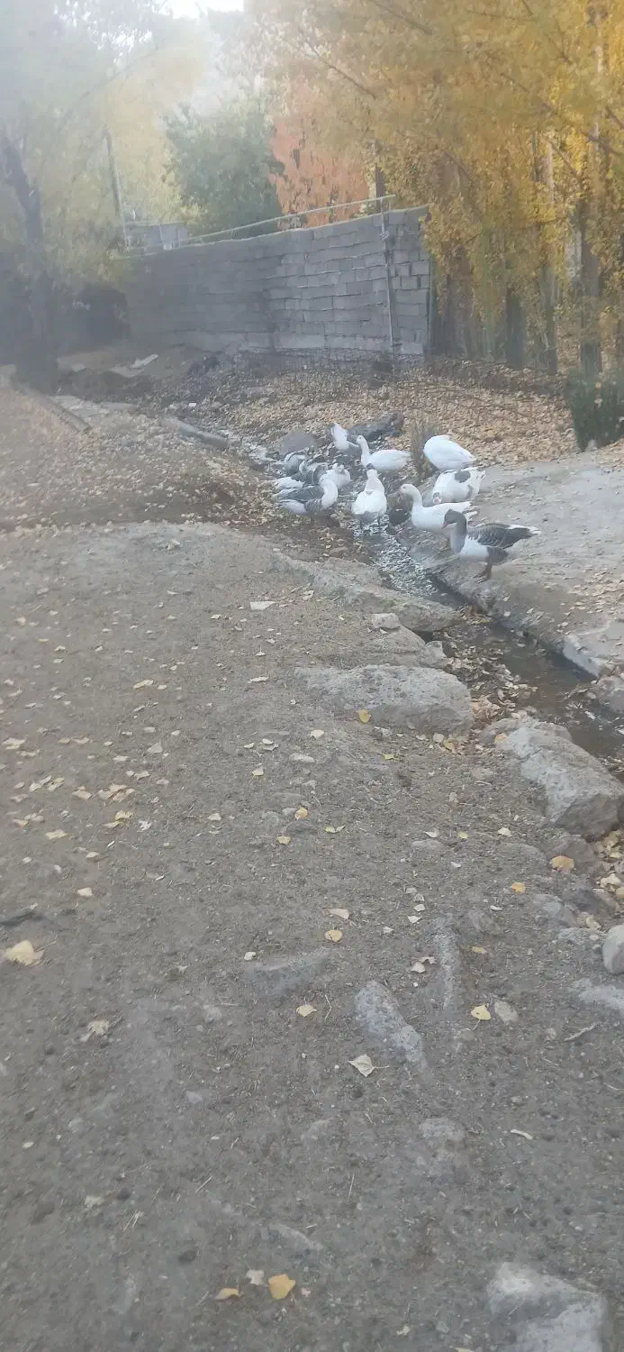 گاز محلی|حیوانات مزرعه|قیدار, |دیوار