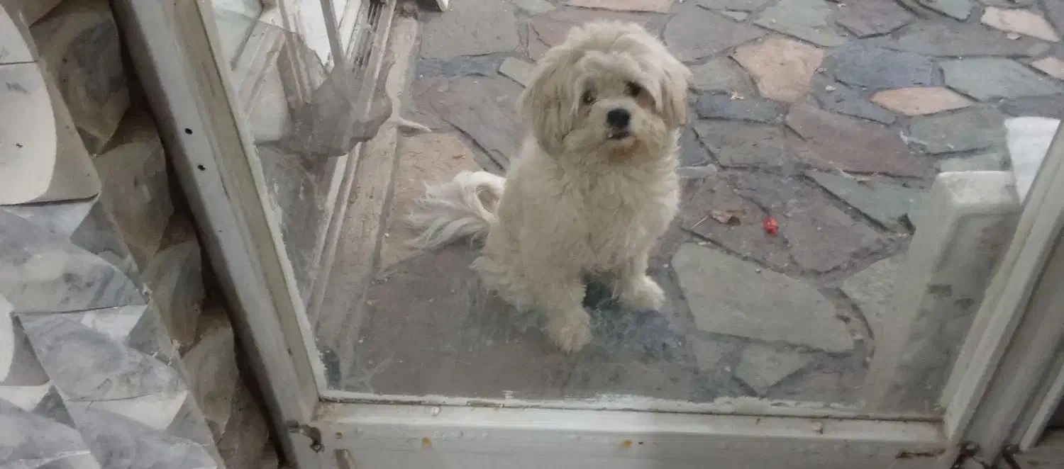 واگذاری سگ|سگ|بومهن, |دیوار