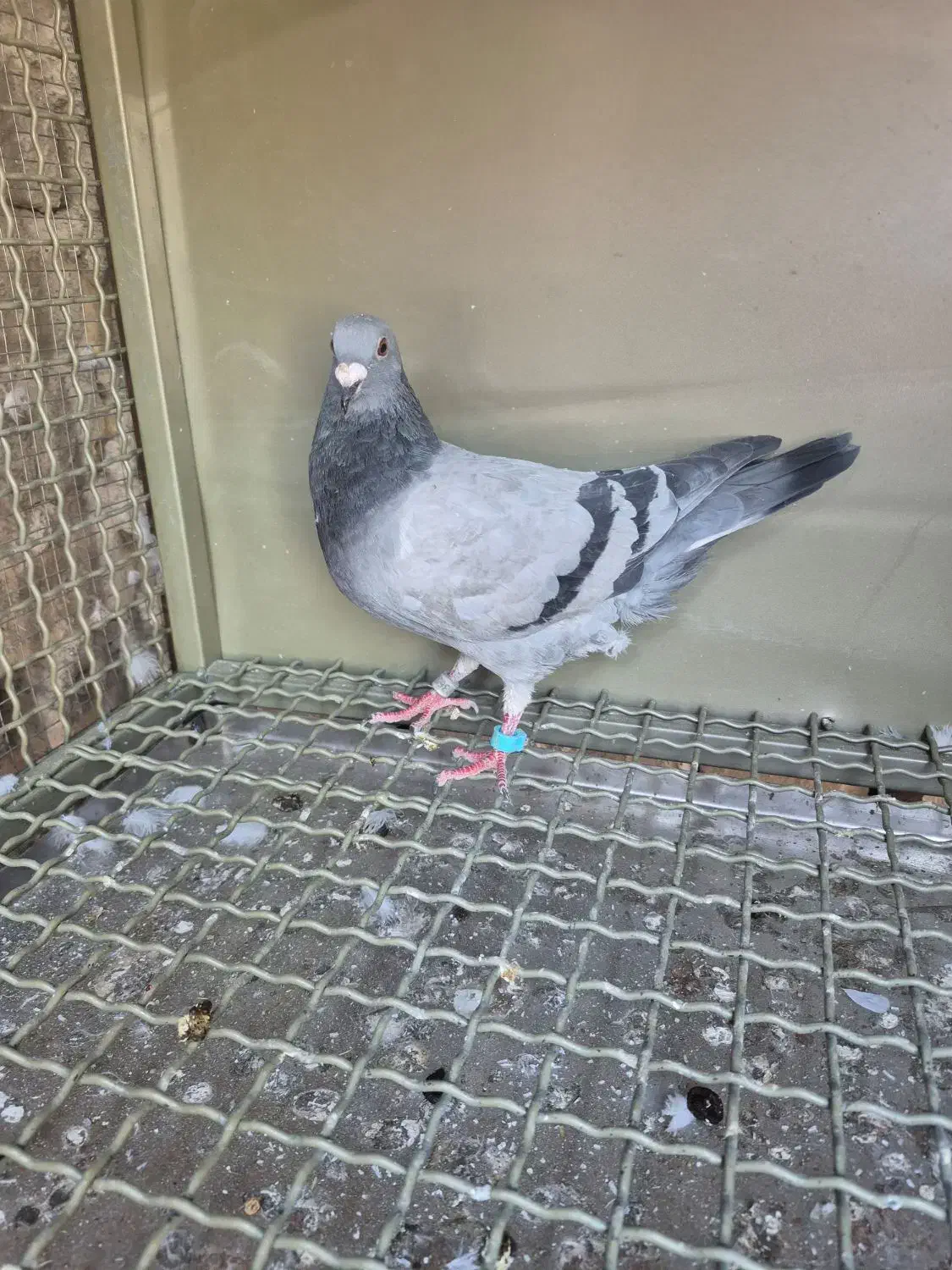 کبوتر پلاکی|حیوانات|خمینی‌شهر, |دیوار