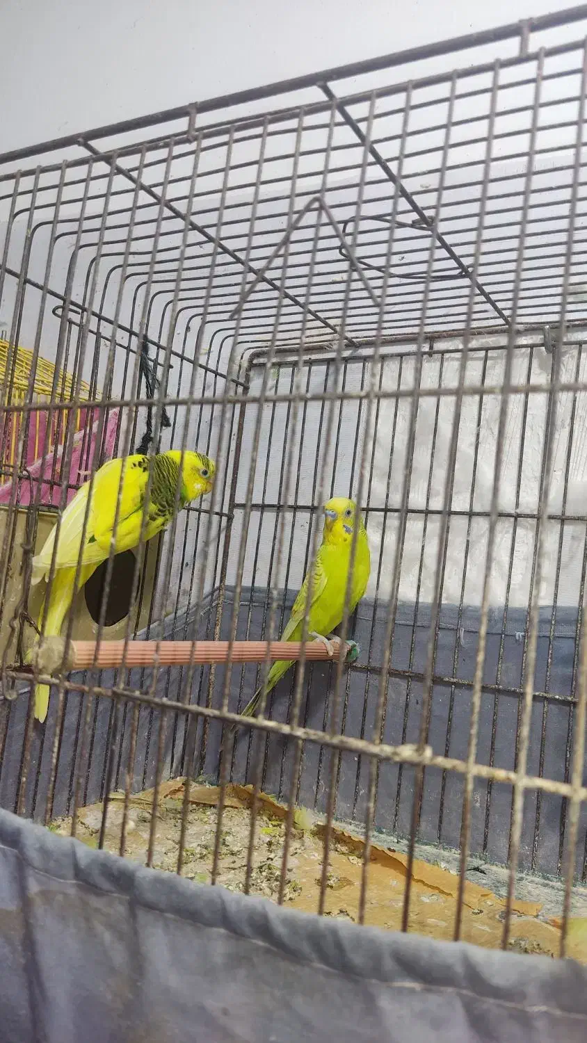 فروش دوجفت مرغ عشق و دوعدد فیشر|پرنده|رشت, جماران|دیوار