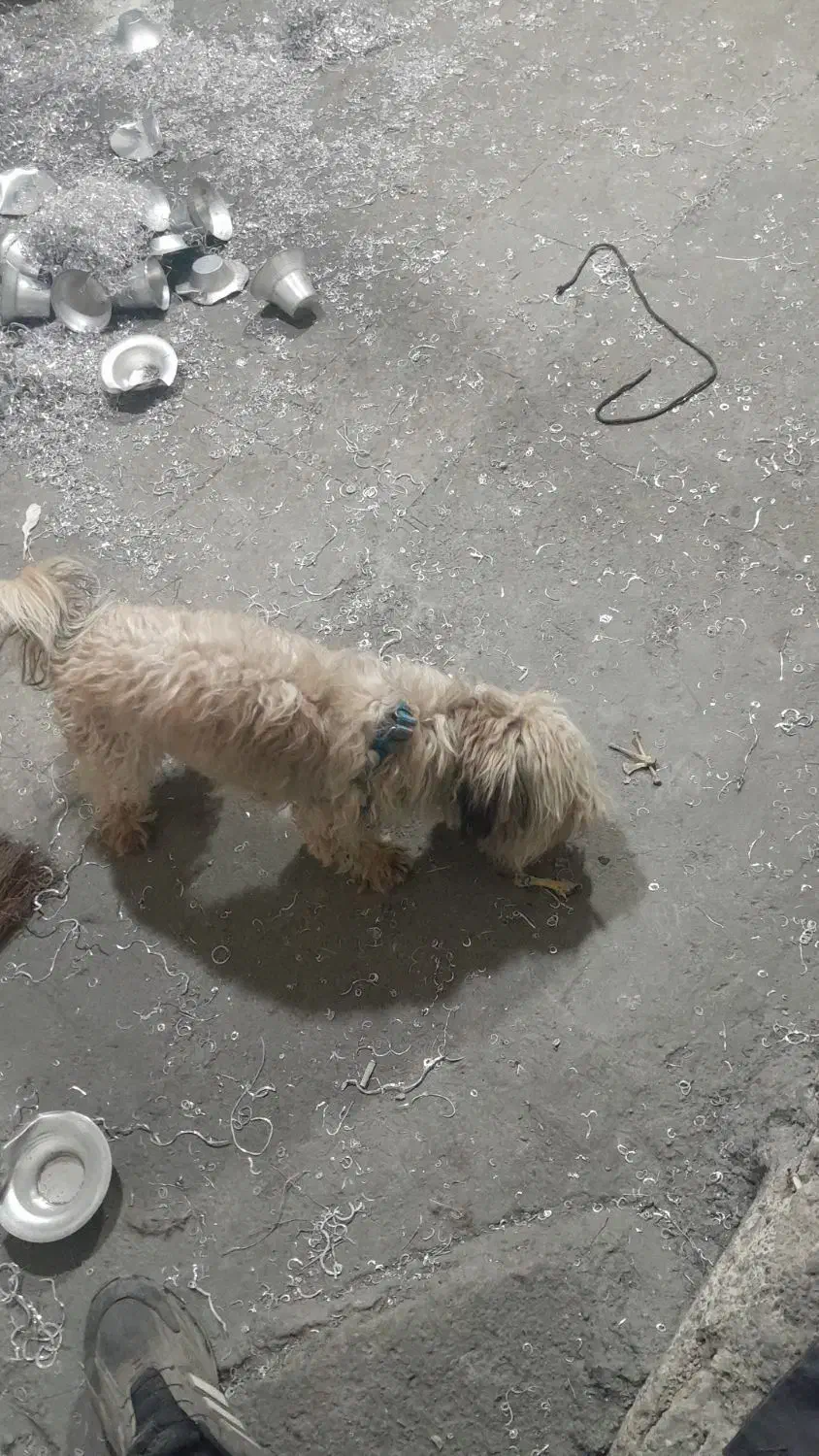 سگ خارجی|سگ|پیشوا, |دیوار