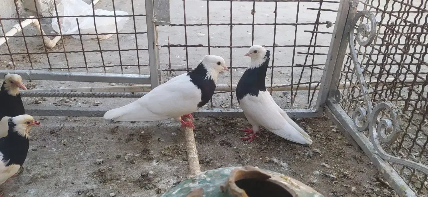 پرنده|پرنده|خرمشهر, |دیوار